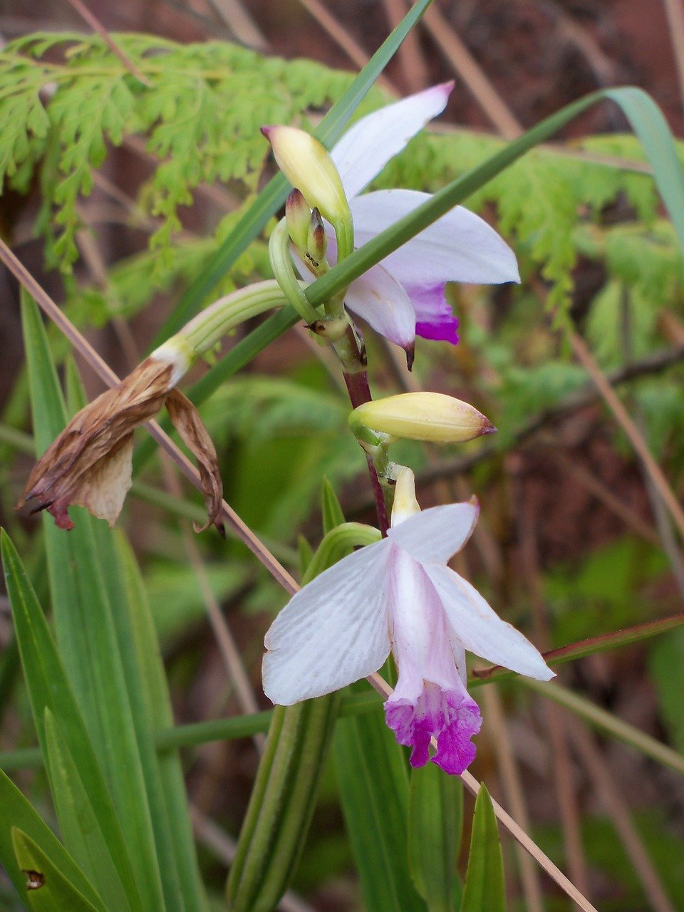 orchid, kauai, hawaii, paradise, landscape, nature