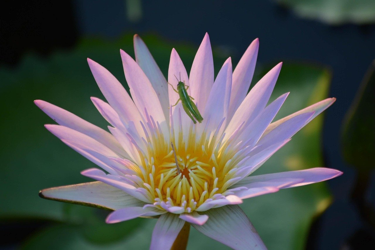 river, ship, bright, thailand, sky, faded, mountain, tourist attraction, view, tourist, in the city, architecture, hotel, building, culture, drawing, city, mekong river, of the organization, statue, reputable, fish, luxurious, tower, sunrise, singapore, terrain, waterfront, outdoor, npp, park, charm, sculpture, watch, beautiful, dp, travel, light, sunset, asia, tanzania, safari, plain, evening, summer, skyscraper, field, savannah, meadow, mammoth, orange, boundary line, animal, elephant, nature, family, red, breastfeeding, silhouette, tree, cambodia, big, sun, rough, labor, africa, environment, way of life, laos